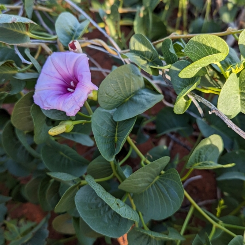 Ipomoea costata