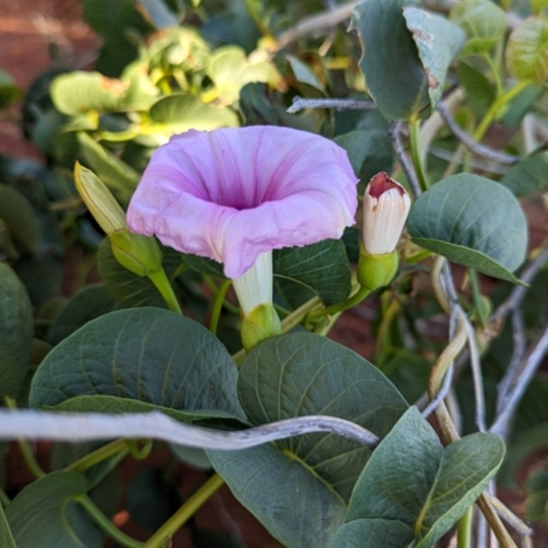 Ipomoea costata