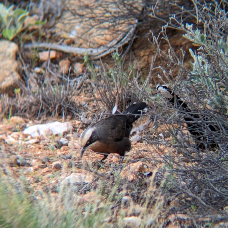 Pomatostomus temporalis rubeculus