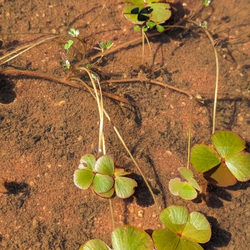 Marsilea exarata