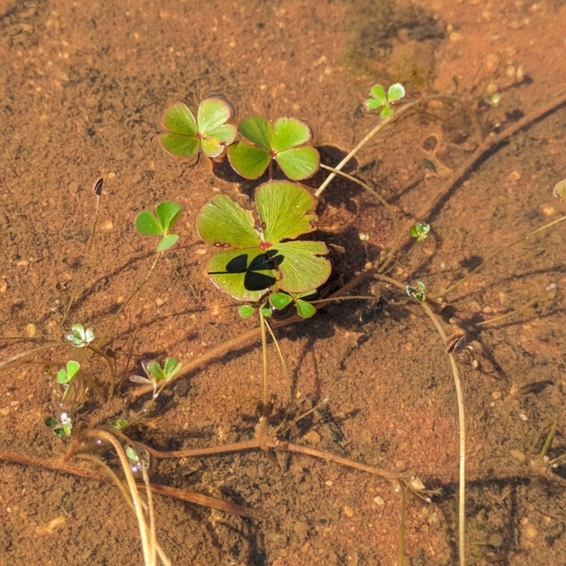 Marsilea exarata