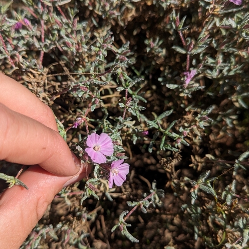 Frankenia cordata