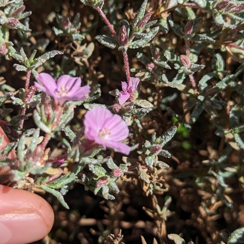 Frankenia cordata