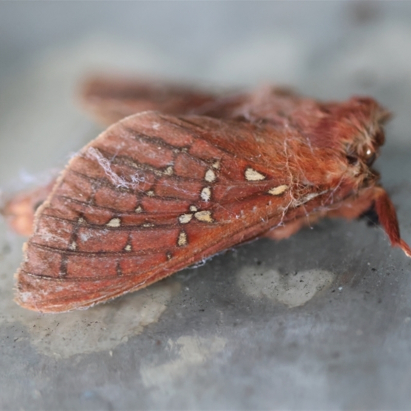 Oxycanus stellans