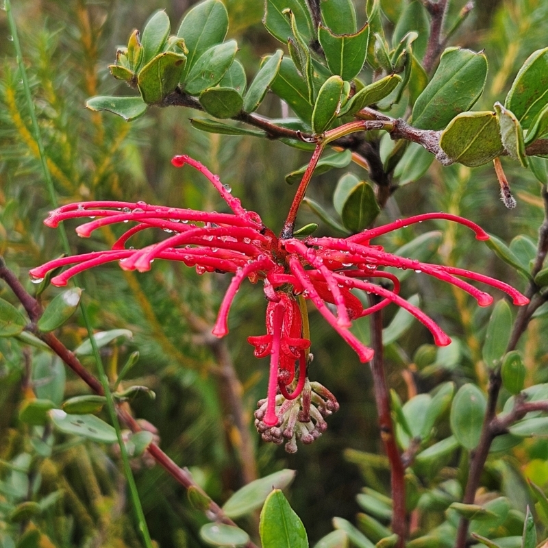 Grevillea speciosa