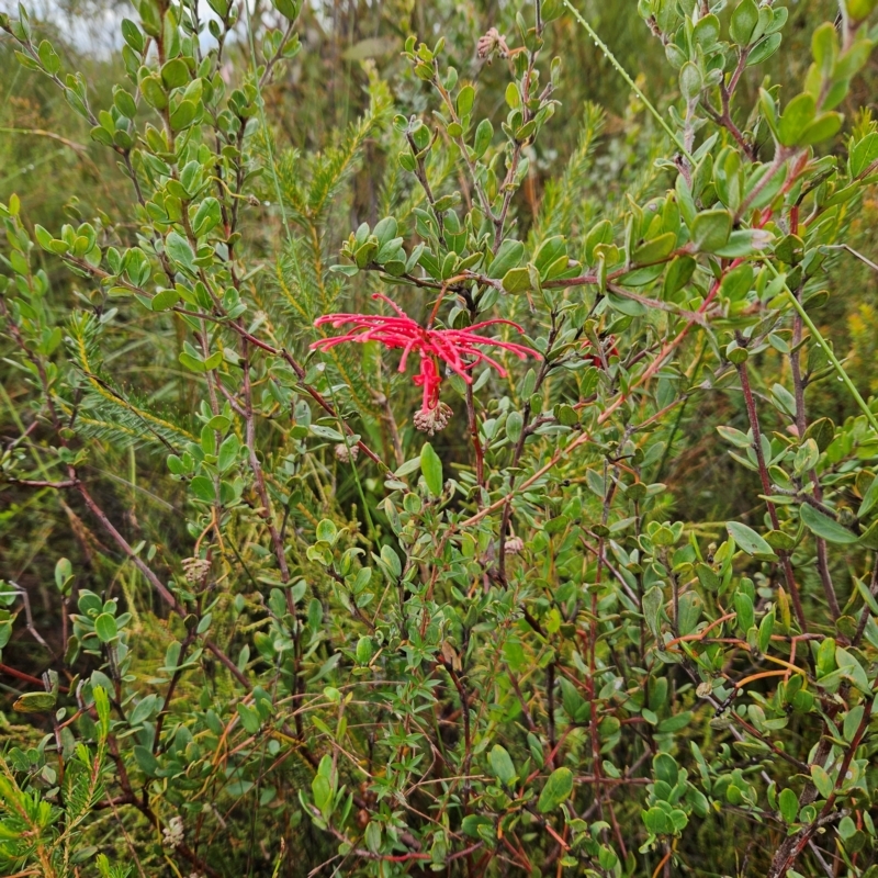 Grevillea speciosa