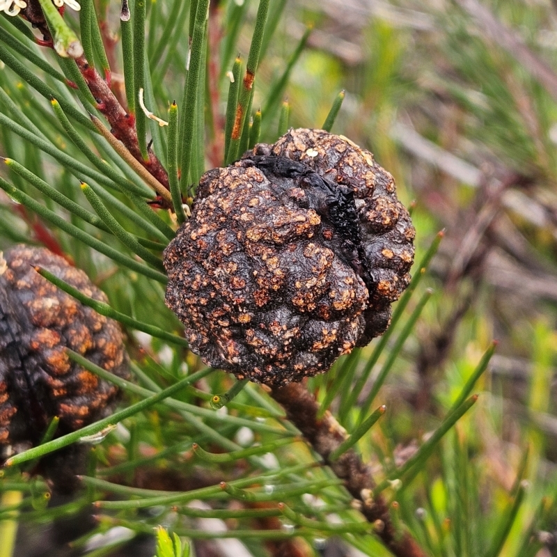 Hakea propinqua