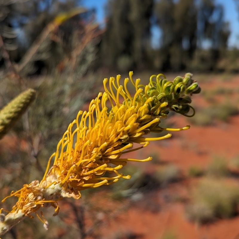 Grevillea juncifolia