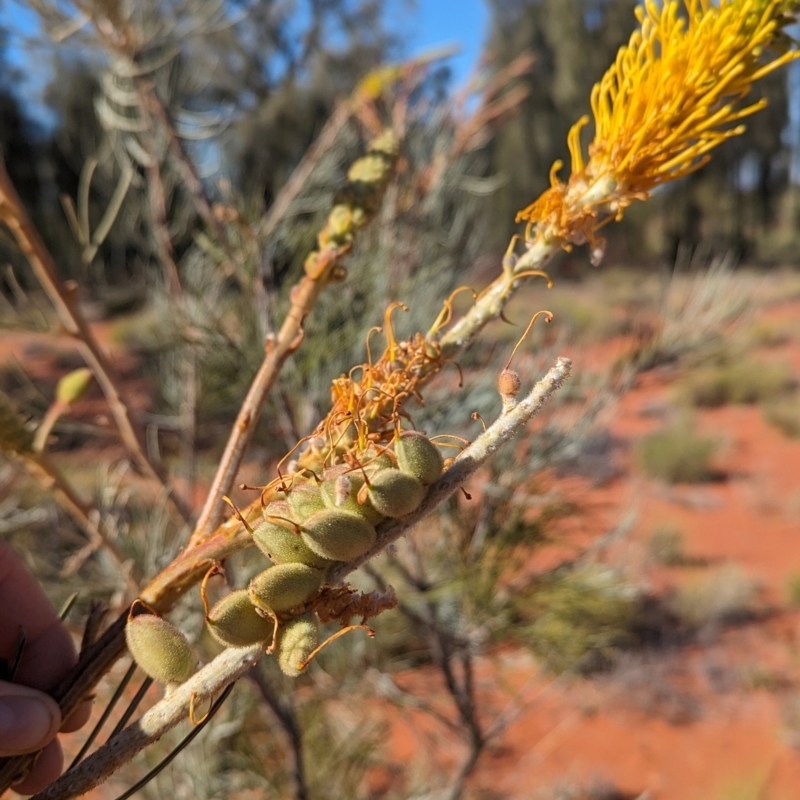 Grevillea juncifolia