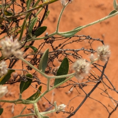 Ptilotus arthrolasius