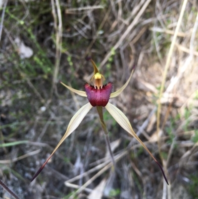 Caladenia montana