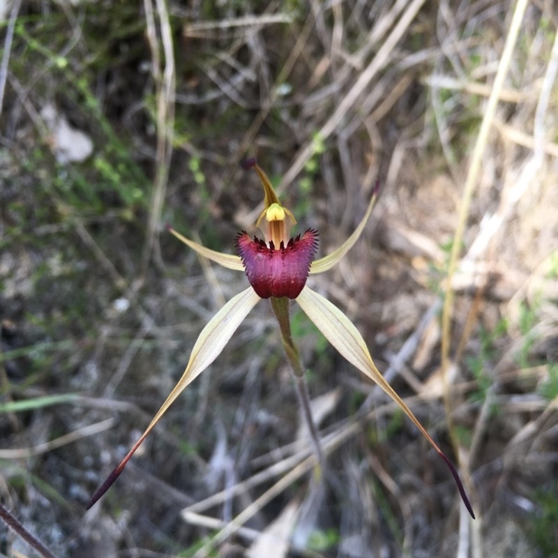 Caladenia montana