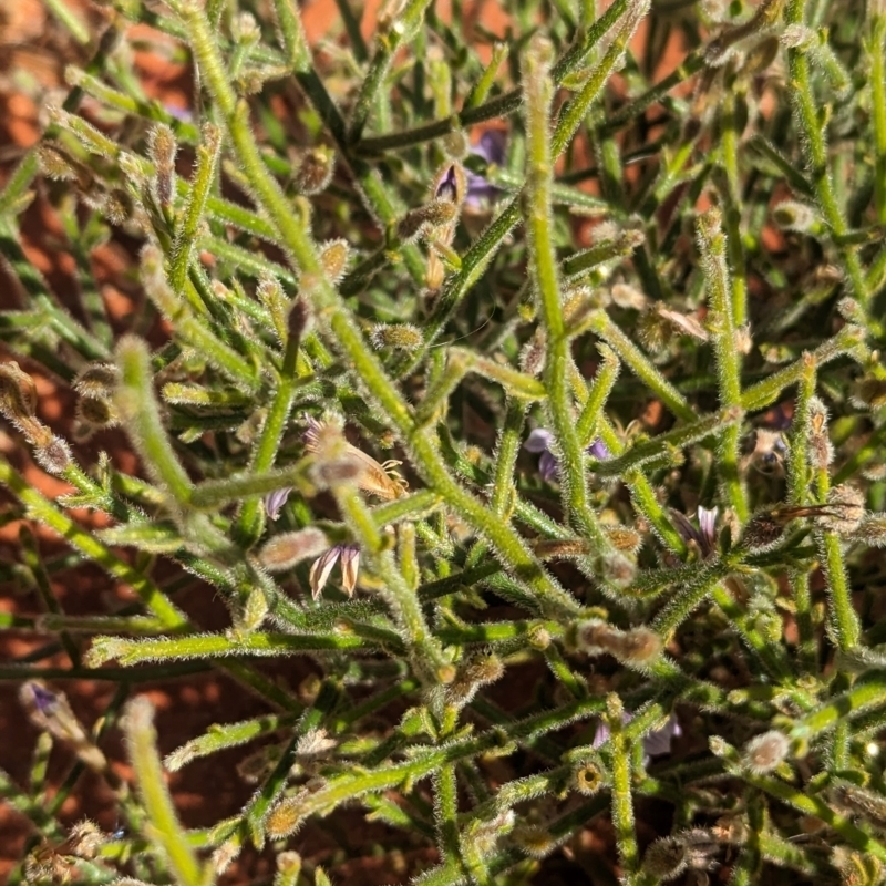 Scaevola parvifolia subsp parvifolia