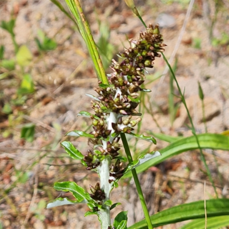 Gamochaeta impatiens