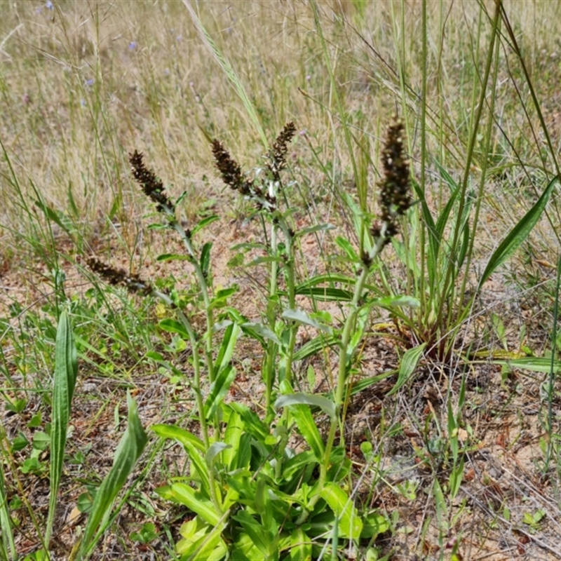 Gamochaeta impatiens