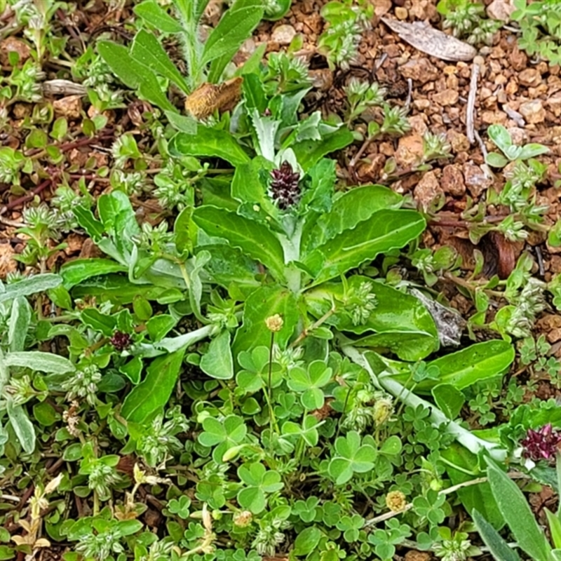 Gamochaeta impatiens