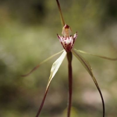 Caladenia orestes