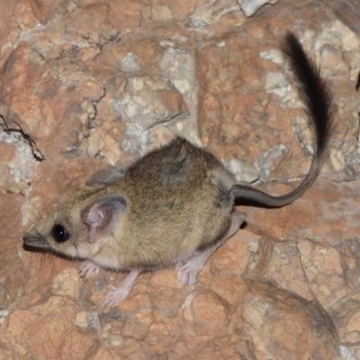 Antechinomys laniger