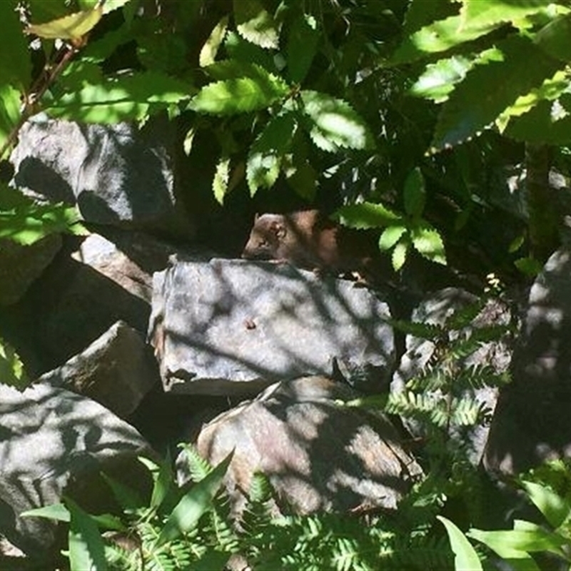 Photo from ALA species page