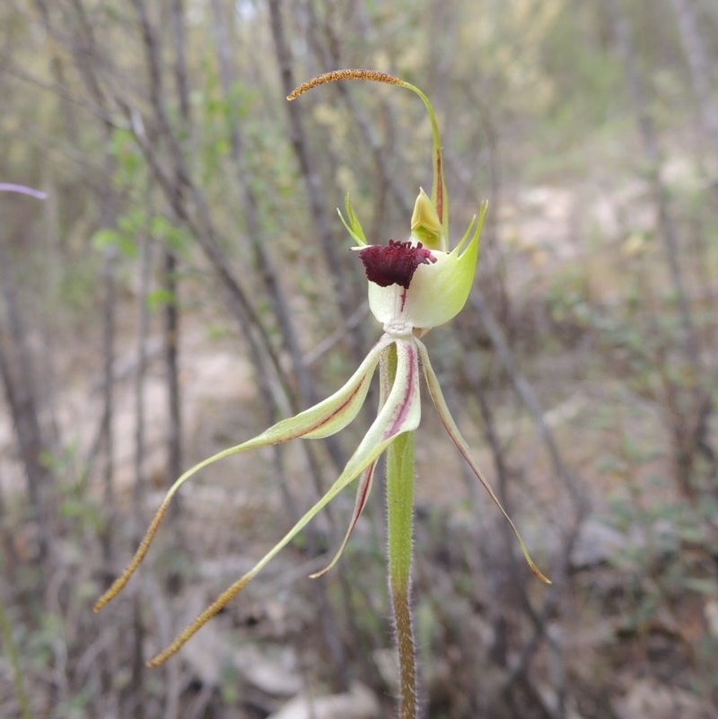 Caladenia parva