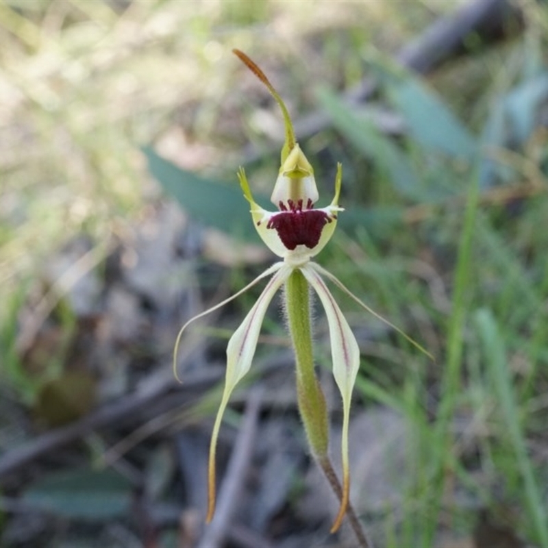 Caladenia parva