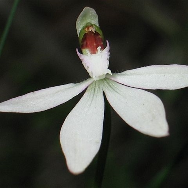 Caladenia picta