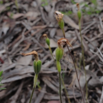 Caladenia tentaculata