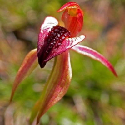 Caladenia tessellata