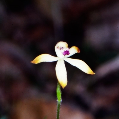 Caladenia testacea