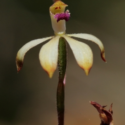 Caladenia testacea