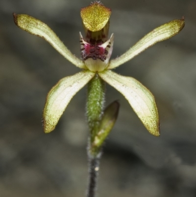 Caladenia transitoria