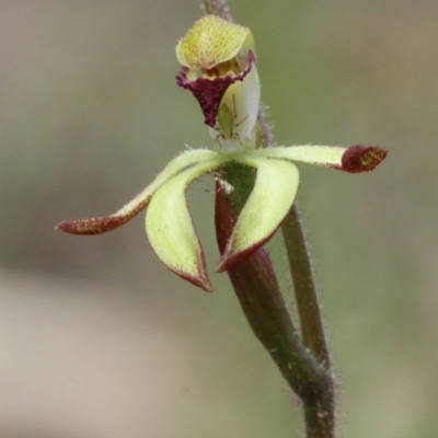 Caladenia transitoria