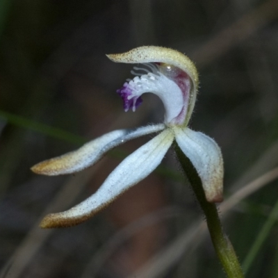 Caladenia ustulata