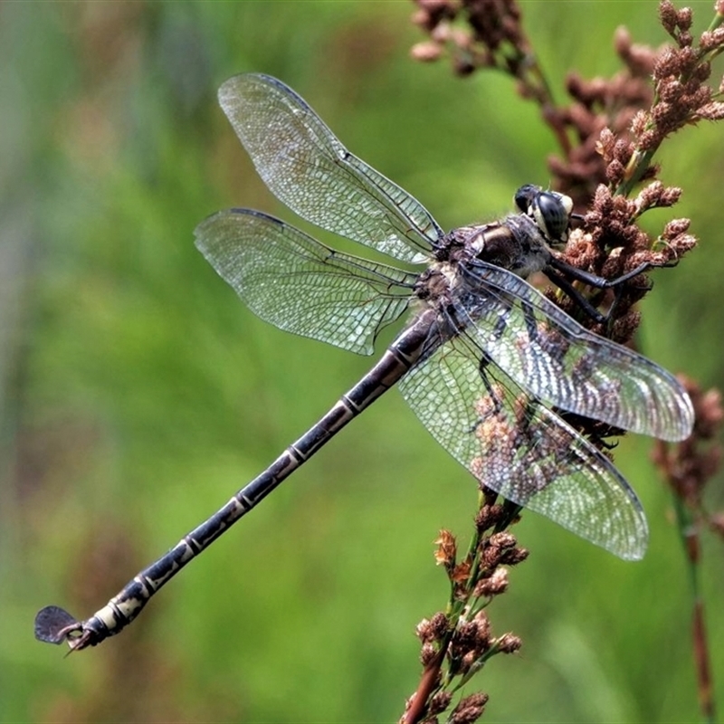 Petalura litorea