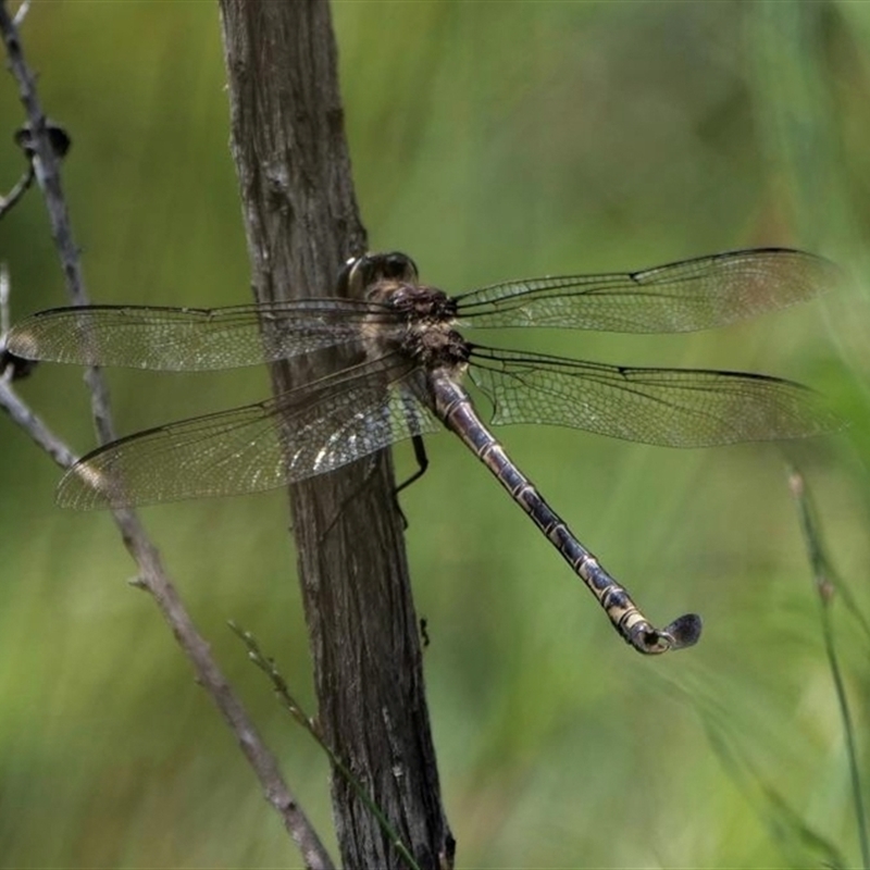 Petalura litorea