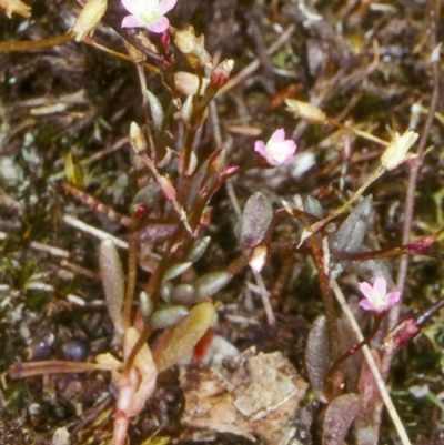 Calandrinia calyptrata