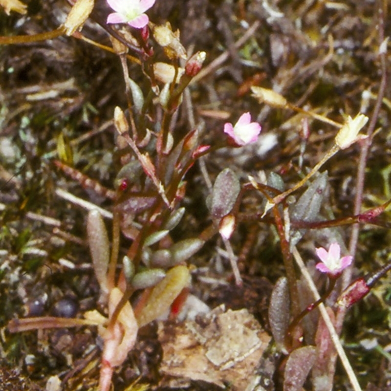 Calandrinia calyptrata