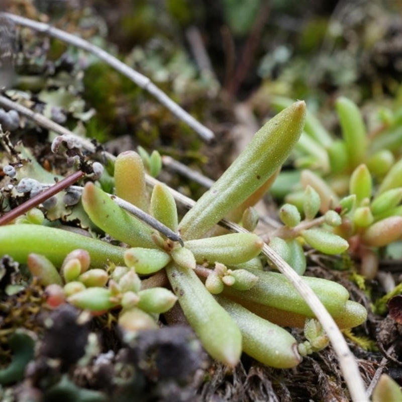 Calandrinia eremaea