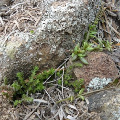 Calandrinia eremaea