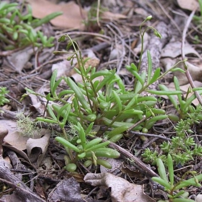 Calandrinia pickeringii