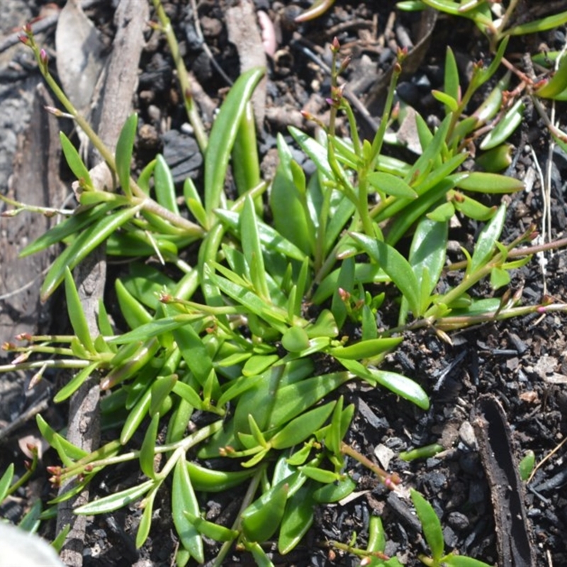 Calandrinia pickeringii