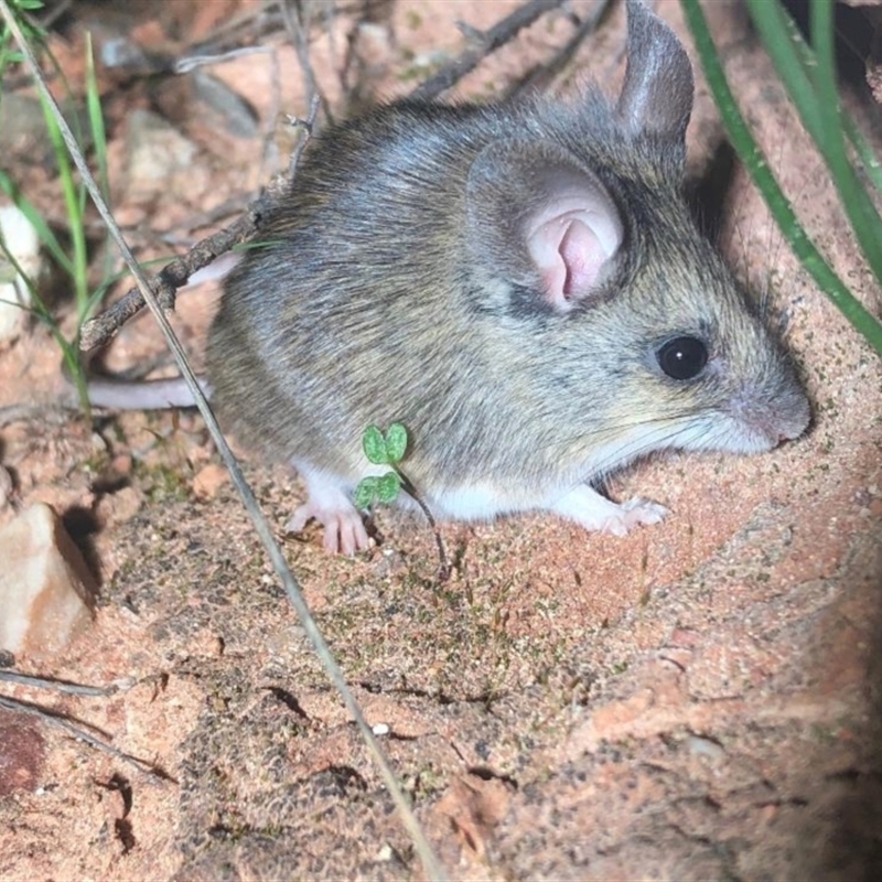 Pseudomys bolami