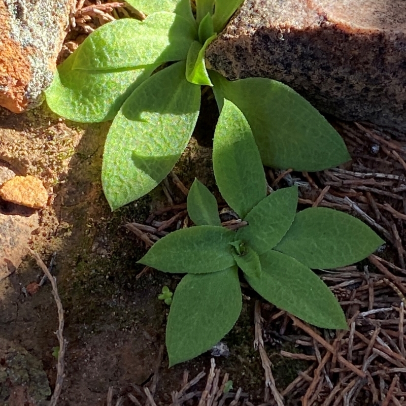 Pterostylis cobarensis