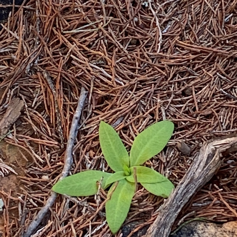 Pterostylis cobarensis