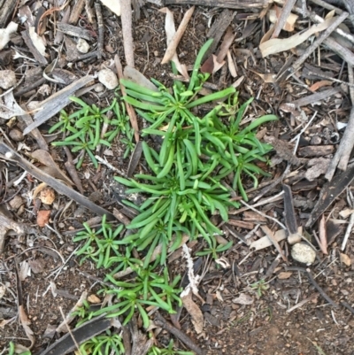 Calandrinia sp.