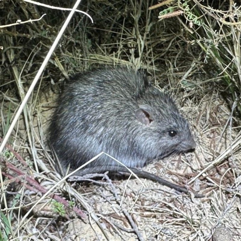 Rattus villosissimus