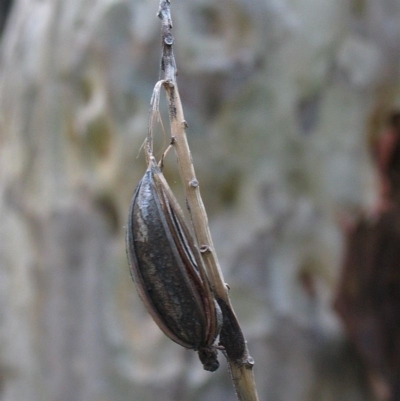 Seed capsule