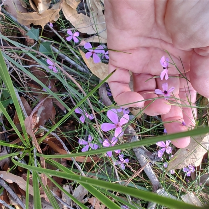 Tetratheca juncea