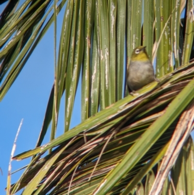 Zosterops lateralis tephropleurus