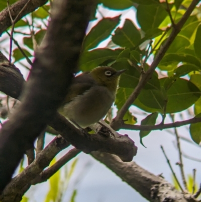 Zosterops lateralis tephropleurus